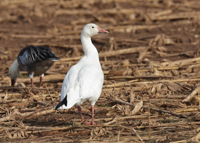 Snow Goose light morph, Sequoyah NWR, OK, 02_20_2022_Ra_016219.jpg