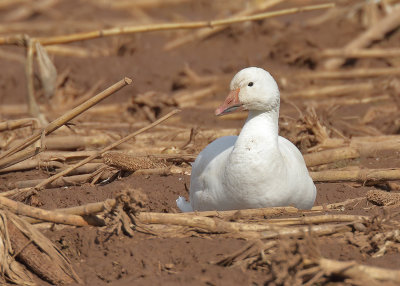 Snow Goose light morph, Sequoyah NWR, OK, 02_20_2022_Ra_016273.jpg