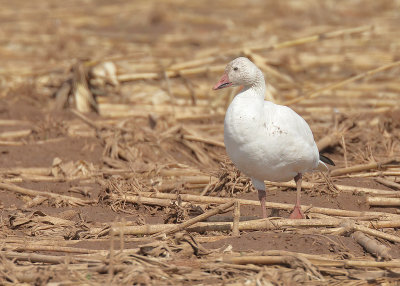 Snow Goose light morph, Sequoyah NWR, OK, 02_20_2022_Ra_016277.jpg