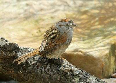 Swamp Sparrow, Rogers Co yard, OK, 03_27_2022_Ra_017198.jpg