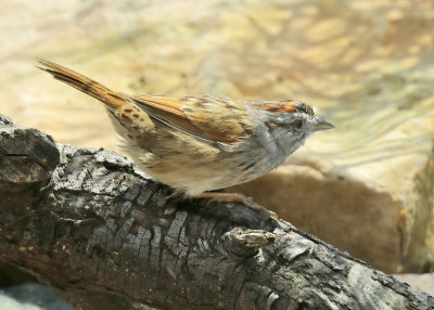 Swamp Sparrow, Rogers Co yard, OK, 03_27_2022_Ra_017200.jpg