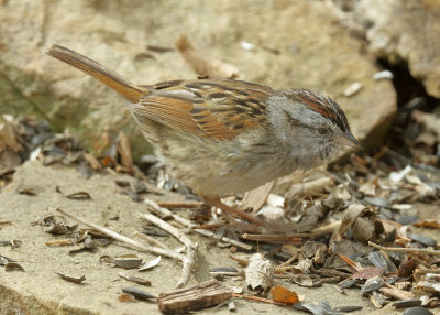 Swamp Sparrow, Rogers Co yard, OK, 03_31_2022_Ra_017217.jpg