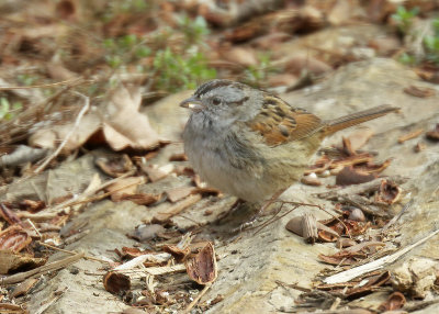 Swamp Sparrow, Rogers Co yard, OK, 03_31_2022_Ra_017475.jpg