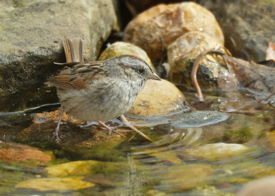 Swamp Sparrow, Rogers Co yard, OK, 04_01_2022_Ra_017491.jpg