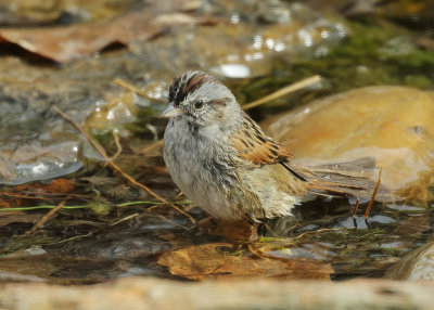 Swamp Sparrow, Rogers Co yard, OK, 04_01_2022_Ra_017493.jpg