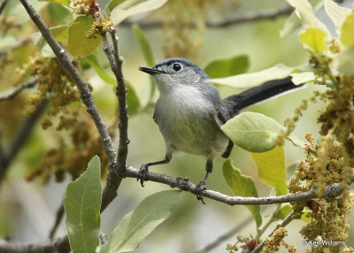 Black-tailed Gnatcatcher