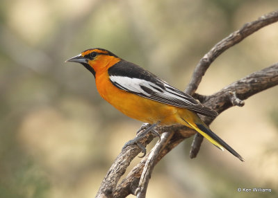 :Bullock's Oriole: