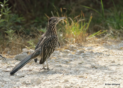 Greater Roadrunner, Big Bend NP, TX, 04_19_2022a_003781.jpg