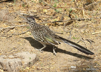 Greater Roadrunner, Big Bend NP, TX, 04_19_2022a_003782.jpg