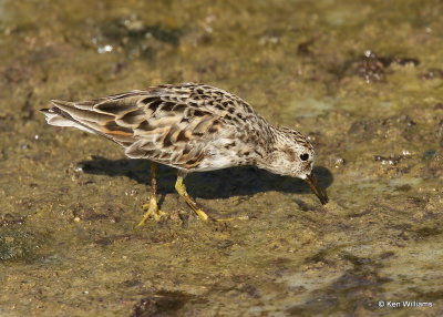 Least Sandpiper, South Padre Island, TX, 04_23_2022a_005628.jpg