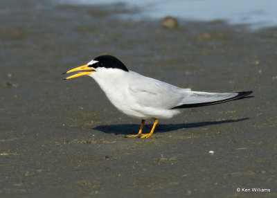 Least Tern, South Padre Island, TX, 04_23_2022a_005473.jpg