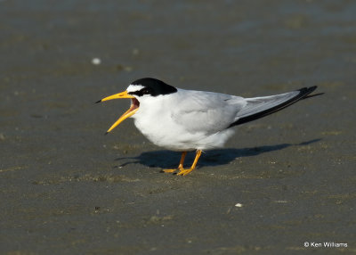 Least Tern, South Padre Island, TX, 04_23_2022a_005499.jpg