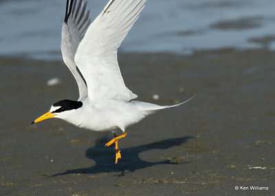 Least Tern, South Padre Island, TX, 04_23_2022a_005509.jpg