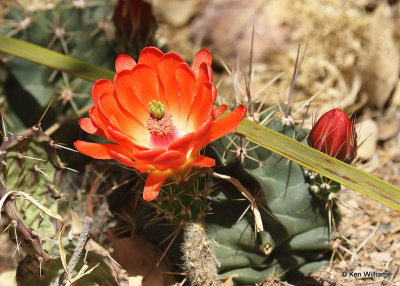 Scarlet Hedgehog Cactus, Big Bend NP, TX, 04_18_2022a_0001.jpg