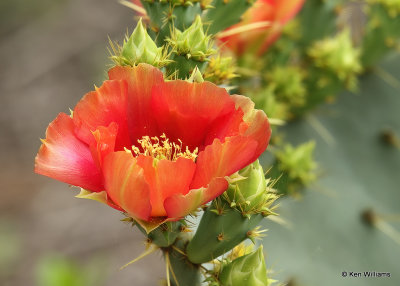 Texas Prickly Pear, Opuntia engelmanni, Laguna Vista Trail, TX, 2-4-22a_0012.jpg