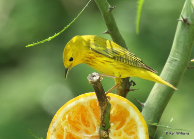 Yellow Warbler male, S. Padre Island, TX, 04_24_2022a_006058.jpg