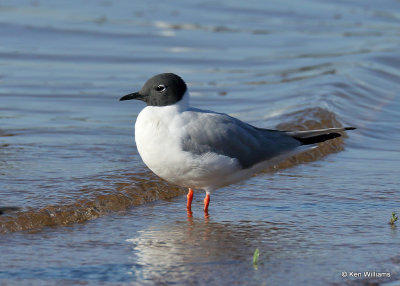 :Bonaparte's Gull: