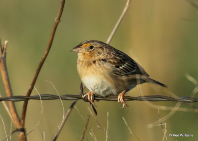 Grasshopper Sparrow, Wagoner Co, OK, 4_14_2022a_017803.jpg