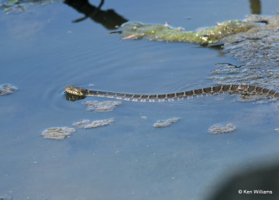 Northern Watersnake, Oxley Nature Center, Tulsa Co, OK, 5-12-2022a_019967.jpg