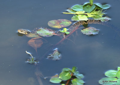Northern Watersnake, Oxley Nature Center, Tulsa Co, OK, 5-12-2022a_019968.jpg
