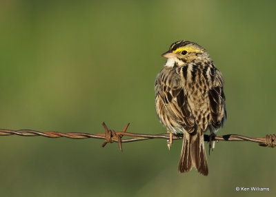 Savannah Sparrow, Wagoner Co, OK, 4_14_2022a_017846.jpg