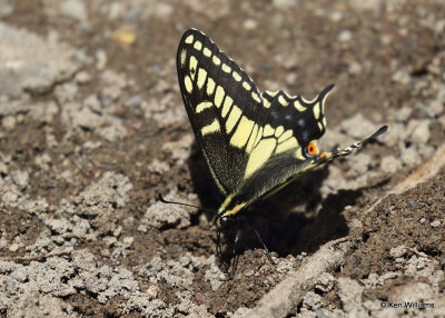 Anise Swallowtail, Glacier Nat. Park, MT, 06_30_2022a_008089.jpg