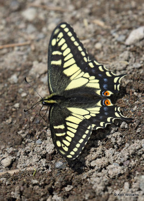 Anise Swallowtail, Glacier Nat. Park, MT, 06_30_2022a_008092.jpg