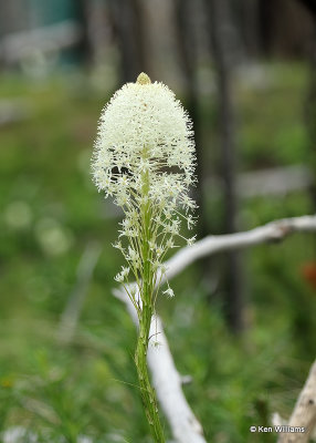 Bear Grass Flower, Glacier Nat. Park, MT, 06_28_2022_007297.jpg