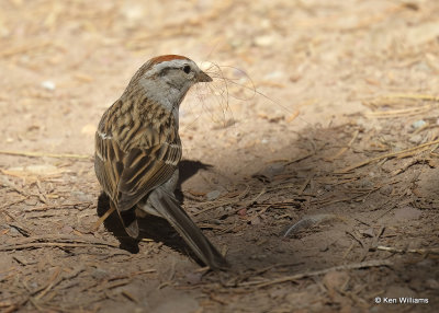 Chipping Sparrow, Glacier Nat. Park, MT, 06_27_2022a_007258.jpg