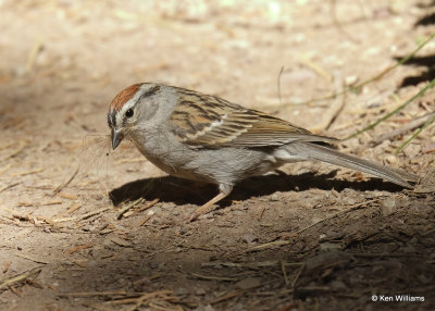 Chipping Sparrow, Glacier Nat. Park, MT, 06_27_2022a_007260.jpg