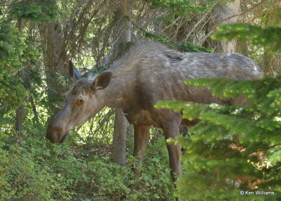 Moose cow, Glacier Nat. Park, MT, 06_27_2022a_000329.jpg
