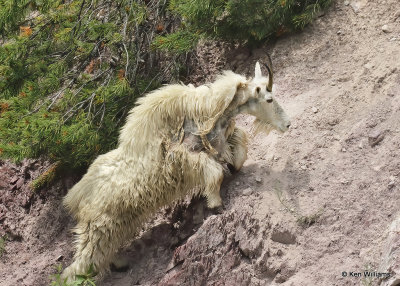 Mountain Goat, Salt Lick, Glacier Nat. Park, MT, 06_28_2022a_000036.jpg