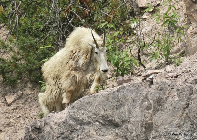 Mountain Goat, Salt Lick, Glacier Nat. Park, MT, 06_28_2022a_000038.jpg