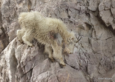 Mountain Goat, Salt Lick, Glacier Nat. Park, MT, 06_28_2022a_000050.jpg