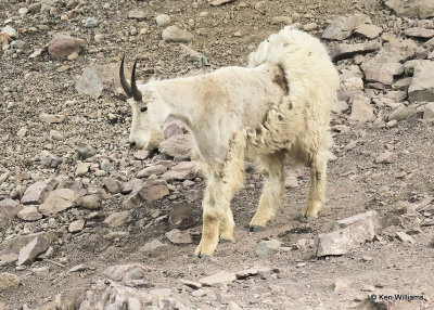 Mountain Goat, Salt Lick, Glacier Nat. Park, MT, 06_28_2022a_000053.jpg