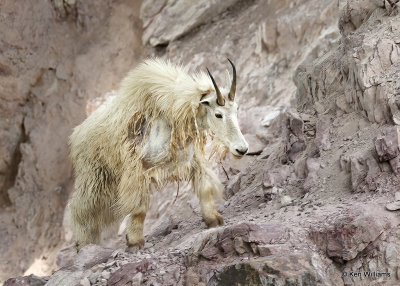 Mountain Goat, Salt Lick, Glacier Nat. Park, MT, 06_28_2022a_000056.jpg