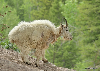Mountain Goat, Salt Lick, Glacier Nat. Park, MT, 06_28_2022a_000064.jpg