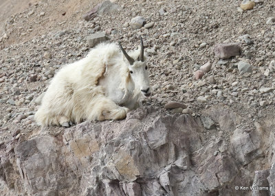Mountain Goat, Salt Lick, Glacier Nat. Park, MT, 06_29_2022a_007693.jpg