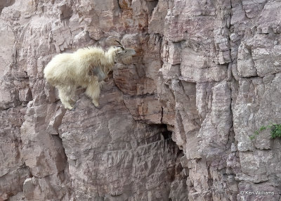 Mountain Goat, Salt Lick, Glacier Nat. Park, MT, 06_29_2022a_007697.jpg