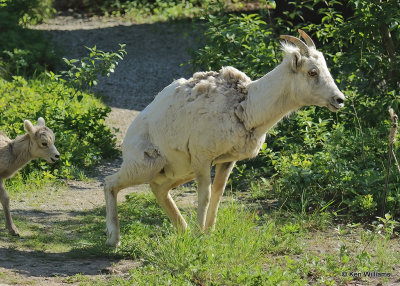 Mountain Sheep ewe, Glacier Nat. Park, MT, 06_28_2022a_007564.jpg