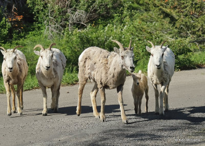 Mountain Sheep ewes & lamb, Glacier Nat. Park, MT, 06_28_2022a_007547.jpg