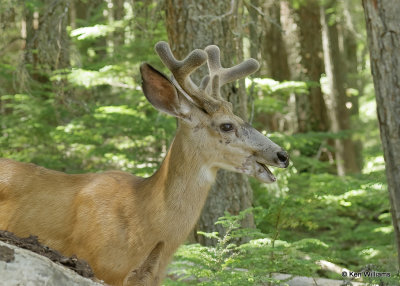 Mule Deer buck, Glacier Nat. Park, MT, 06_30_2022a_008133.jpg
