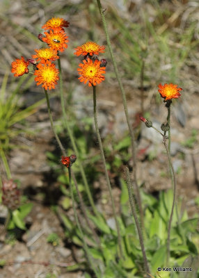 Orange Hawkweed, Hieracium aurantiacum, Glacier Nat. Park, MT, 06_30_2022a_008044.jpg