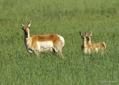 Pronghorn Antelope doe & fawns, Broadus, MT, 06_25_2022a_007089.jpg