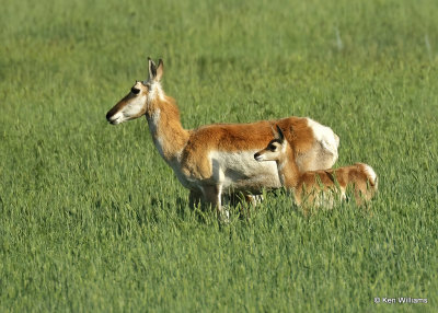 Pronghorn Antelope doe & fawns, Broadus, MT, 06_25_2022a_007095.jpg