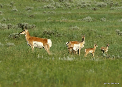 Pronghorn Antelope does & fawns, Broadus, MT, 06_25_2022a_007081.jpg
