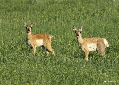 Pronghorn Antelope fawns, Broadus, MT, 06_25_2022a_007065.jpg