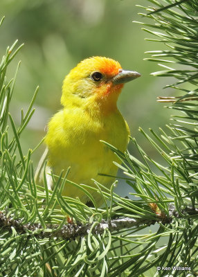 Western Tanager male, Diamond Jack Campground, ID, 07_04_2022a_008414.jpg