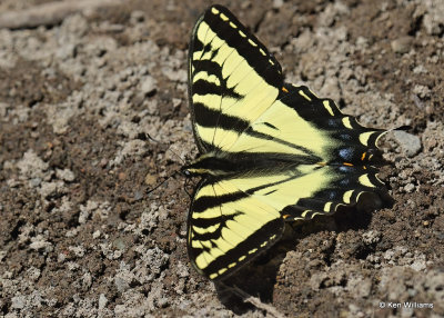 Western Tiger Swallowtail, Glacier Nat. Park, MT, 06_30_2022a_008097.jpg