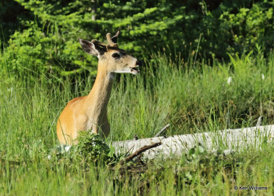 White-tailed Deer buck, Glacier Nat. Park, MT, 06_30_2022a_007977.jpg